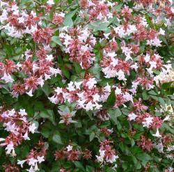 Sadnice - žbunaste vrste: Abelija Grandiflora